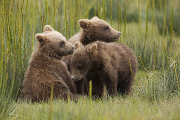 Braunbärenjunge, Lake Clark National Park, Alaska, USA - MINF02189