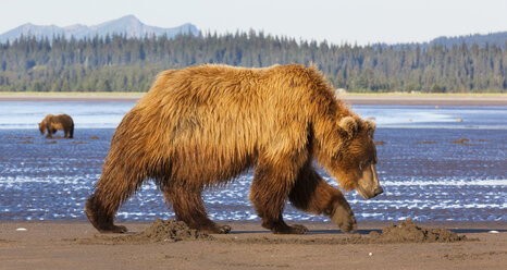 Braunbären, Lake Clark National Park, Alaska, USA - MINF02192
