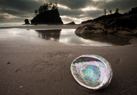 Eine Abalonenschale am zweiten Strand, Olympic National Park, Washington, USA, lizenzfreies Stockfoto