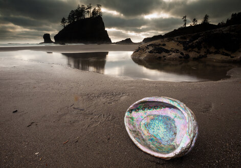 An abalone shell on Second beach, Olympic National Park, Washington, USA - MINF02197