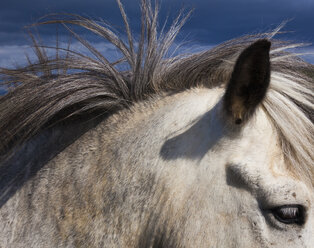 Ein Islandpferd, mit grauem Fell und Mähne. - MINF02202