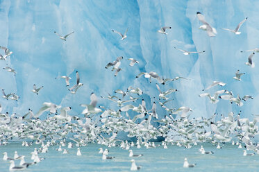 Dreizehenmöwe vor der leuchtend blauen Oberfläche eines Gletschers in Svalbard, Norwegen - MINF02203