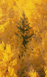 Blick aus der Vogelperspektive über die Wipfel der Espen im Dixie National Forest im Herbst. - MINF02204