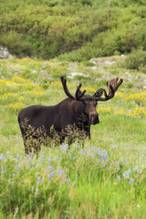 An adult moose. Alces alces. Grazing in the long grass in the Albion basin, of the Wasatch mountains, in Utah. - MINF02206