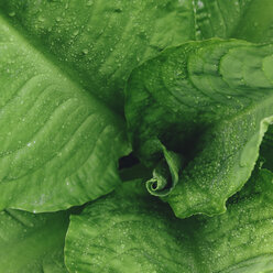 Close up of water drops on lush, green Skunk cabbage leaves (Lysichiton americanus), Hoh Rainforest, Olympic NP - MINF02208