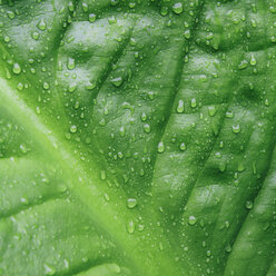 Close up of water drops on lush, green Skunk cabbage leaves (Lysichiton americanus), Hoh Rainforest, Olympic NP - MINF02209