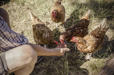 Mann füttert vier Hühner. - MINF02426