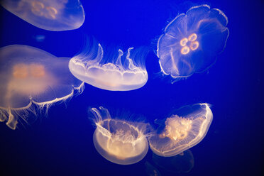 A small group of jellyfish floating in water. - MINF02455