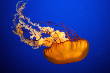 A jellyfish floating in the water. - MINF02456