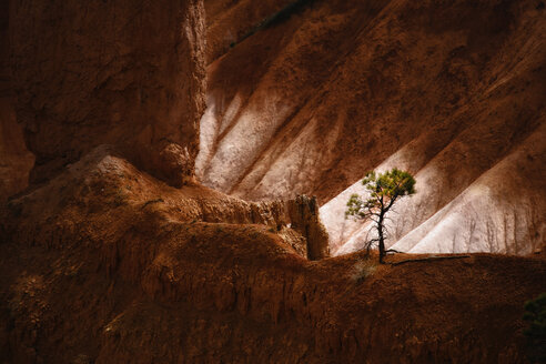 The landscape of Bryce Canyon, with deep valleys and ridges. A single tree. - MINF02658