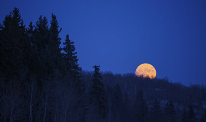 Ein Vollmond am dunkelblauen Nachthimmel. - MINF02671