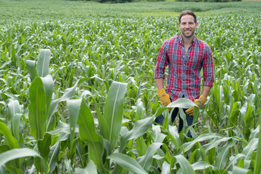 A man standing in a field of corn, on an organic farm. - MINF02724