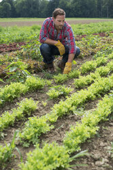 Ein Mann in einem Feld mit kleinen Salatpflanzen, die in Furchen wachsen. - MINF02725