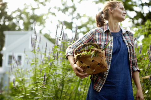 Eine Frau trägt einen vollen Korb mit frisch geernteten Maiskolben und Gemüse aus dem Garten., lizenzfreies Stockfoto