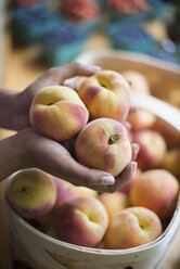 Organic fruit displayed on a farm stand. A person holding hands full of peaches. - MINF02792