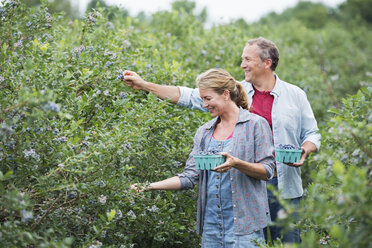 Ein reifes Paar pflückt die Beeren von den Sträuchern. - MINF02800