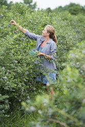 Eine Frau pflückt Beerenfrüchte von den Sträuchern. - MINF02801