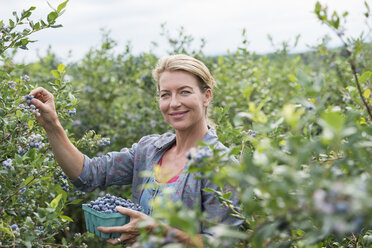 Eine Frau pflückt Beerenfrüchte von den Sträuchern. - MINF02805