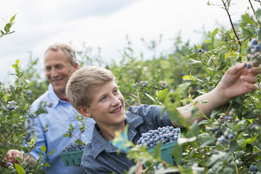 Ein Bio-Obstbauernhof: Eine Familie pflückt Beeren von den Sträuchern. - MINF02807