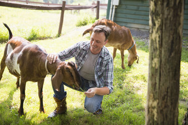 An organic farm in the Catskills. A man in a paddock with two large goats. - MINF02831