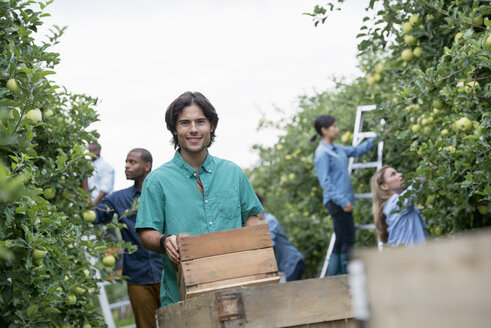 Ein Bio-Obstgarten auf einem Bauernhof: Eine Gruppe von Menschen pflückt grüne Äpfel von den Bäumen. - MINF02854