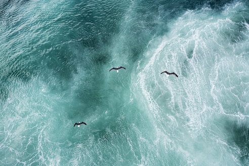 Three seagulls flying over North Atlantic - DMOF00042