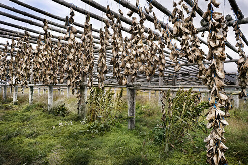 Island, Hoefn, getrocknete Fischköpfe auf einem Holzgestell - DMOF00045