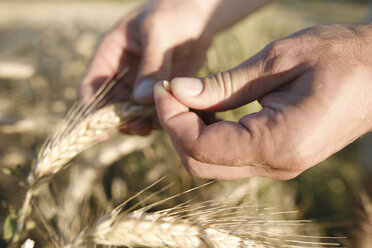 Man's hand holding wheat ear and grain - KMKF00425