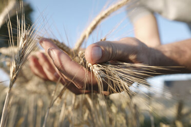 Hände eines Mannes halten Weizenähren - KMKF00429