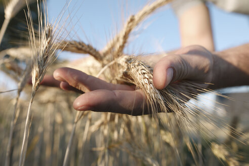 Man's hands holding wheat ears - KMKF00430