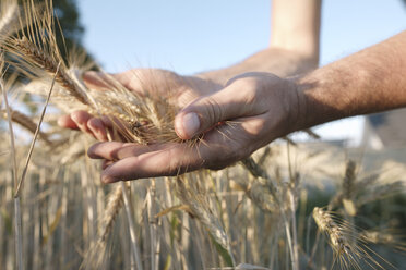 Man's hands holding wheat ears - KMKF00431