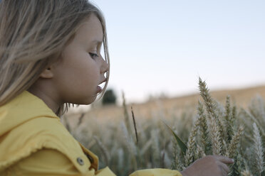 Little girl touching rye ears on field - KMKF00437