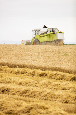 Serbien, Vojvodina, Mähdrescher bei der Ernte eines Weizenfeldes, lizenzfreies Stockfoto