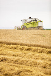 Serbia, Vojvodina, Combine harvesting wheat field - NOF00067