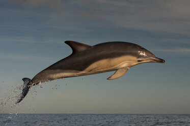 Dolphin jumping over water - ISF17459