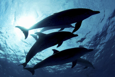 Delfine schwimmen in tropischem Wasser - ISF17462