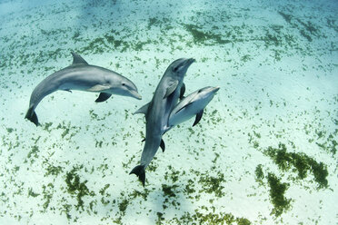 Delfine schwimmen in tropischem Wasser - ISF17463