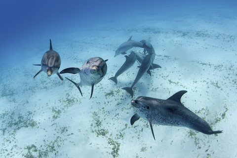 Delfine schwimmen in tropischem Wasser, lizenzfreies Stockfoto