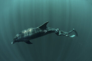 Taucher schwimmt mit Delphin - ISF17465