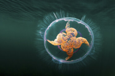 Colorful jellyfish swimming underwater - ISF17472