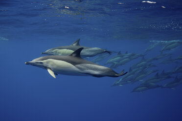 Delfine schwimmen in tropischem Wasser - ISF17475
