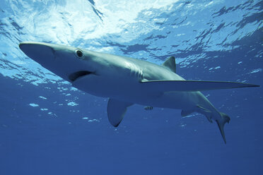 Blue shark swimming underwater - ISF17477