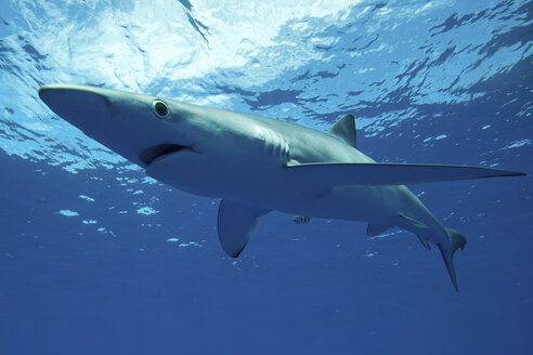 Blauer Hai schwimmt unter Wasser - ISF17477