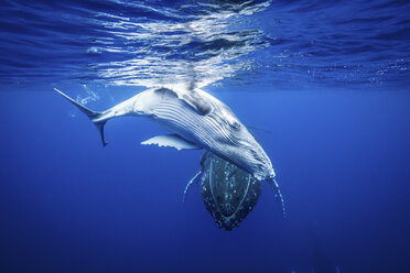 Buckelwale schwimmen unter Wasser - ISF17587