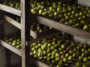 Grüne Äpfel in Reihen angeordnet für die Überwinterung in Holzregalen. - MINF02873