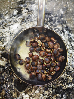 A frying pan over an open fire, with blackened fresh roasted chestnuts. - MINF02875