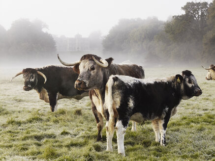 Longhorn-Rinder auf einem Feld an einem nebligen Morgen. - MINF02876