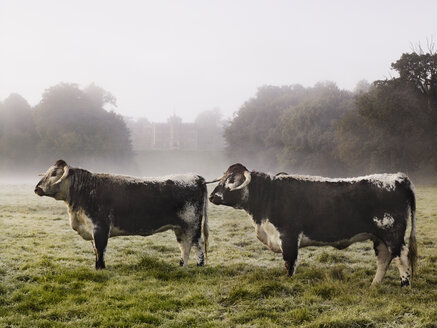 Longhorn-Rinder auf einem Feld an einem nebligen Morgen. - MINF02877