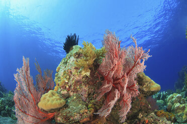 Seefächer am Korallenriff - ISF17799