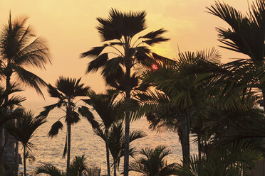 Silhouette of palm trees at sunset - ISF17802